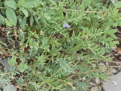 Astragalus bourgovii