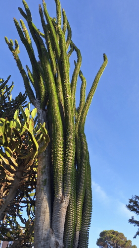 Madagascan Ocotillo (Alluaudia procera)