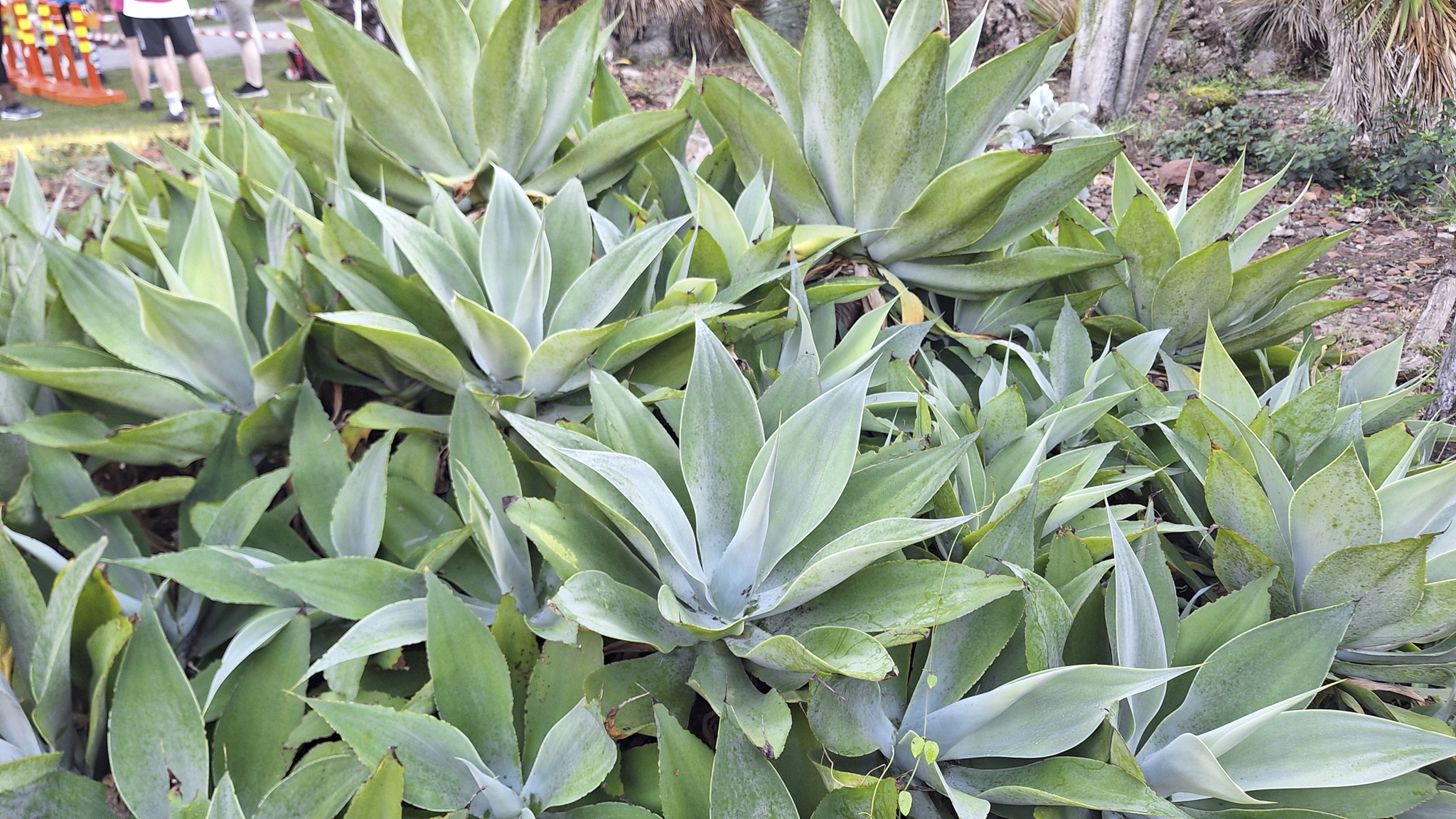 Imagem de Agave-dragão