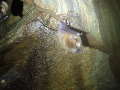 Natalus tumidirostris