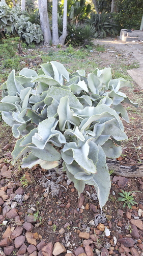 Image of Kalanchoe beharensis by (c) Karen Eichholz, some rights reserved (CC BY)