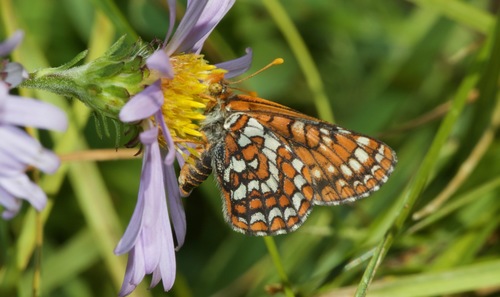 Edith's Checkerspot
