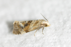 Gynnidomorpha romonana