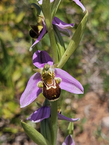 Bee Orchid