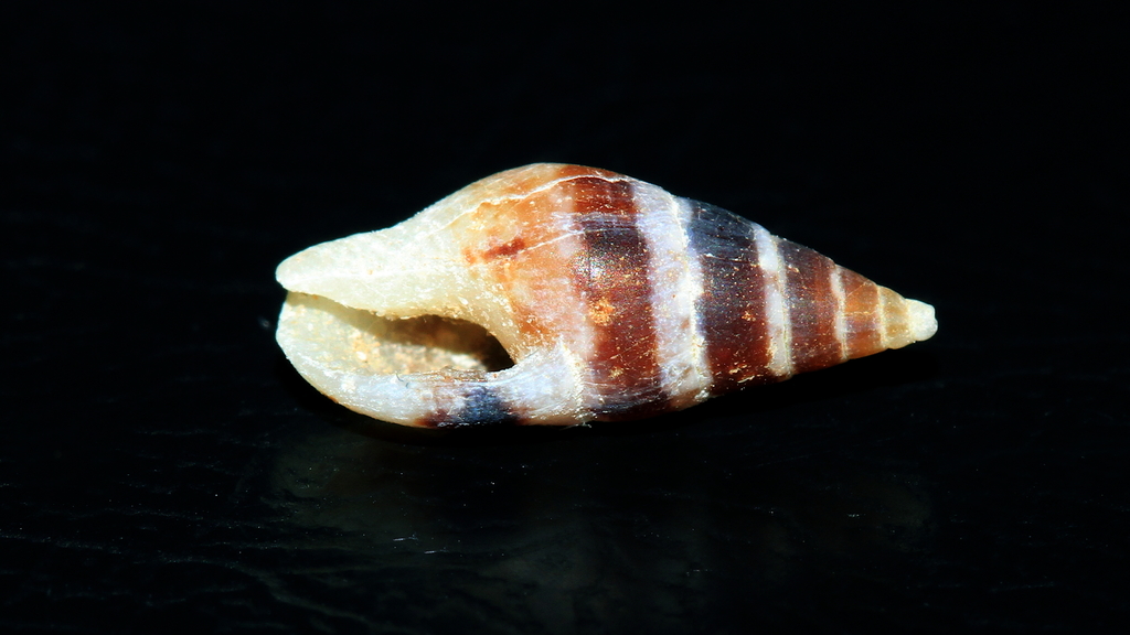 Mitrella leucostoma