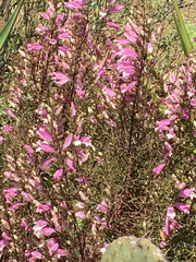 Lamourouxia dasyantha