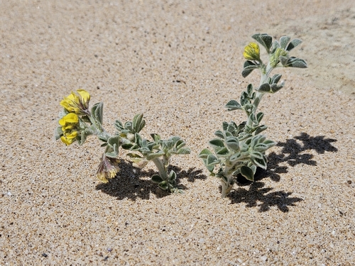 Medicago marina