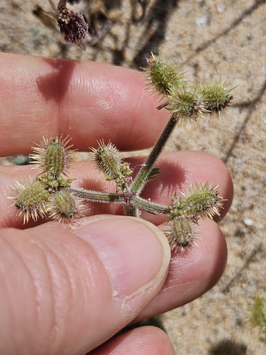 Image of Daucus pumilus by (c) Alessia Guggisberg, some rights reserved (CC BY-SA)