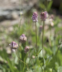Trifolium productum