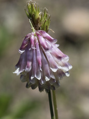 Trifolium productum