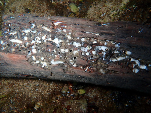 Teredo navalis observed 2025-04-28