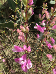 Lamourouxia dasyantha