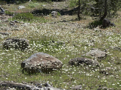 Perideridia bolanderi