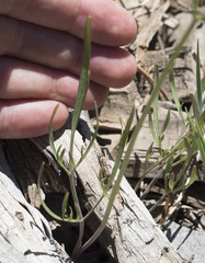 Perideridia bolanderi