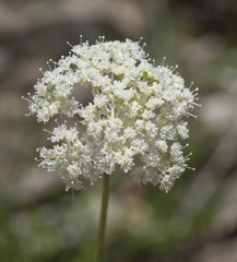 Perideridia bolanderi