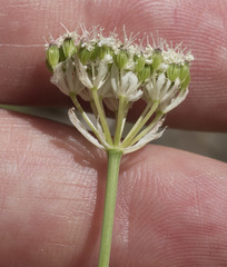 Perideridia bolanderi