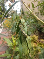 Danaus plexippus