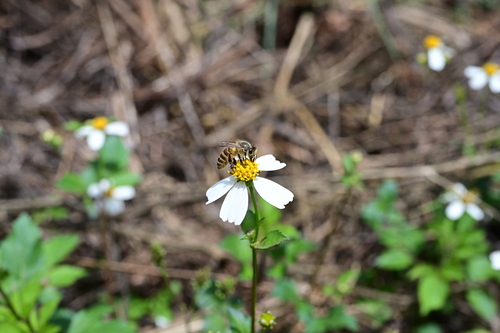 Asian Honey Bee