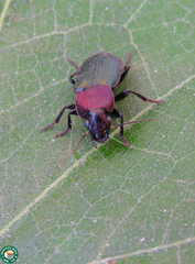 Neoaulacoryssus speciosus