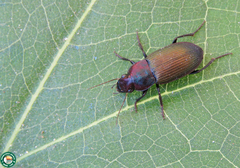 Neoaulacoryssus speciosus