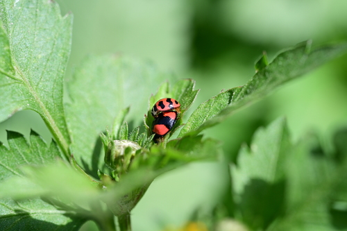 Six-spotted Zigzag Ladybird