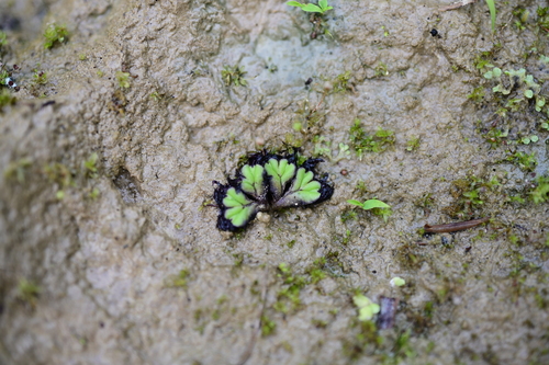 fringed heartwort