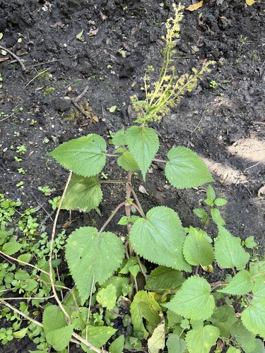 Equilabium laxiflorum