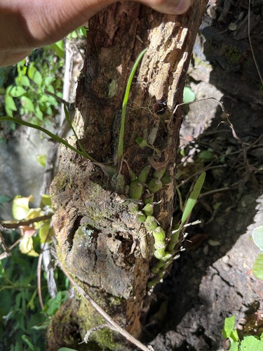 Polystachya ottoniana, photograph 4