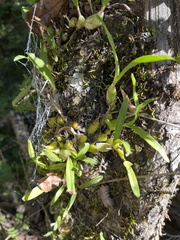 Polystachya ottoniana, photograph author not stated, no rights reserved