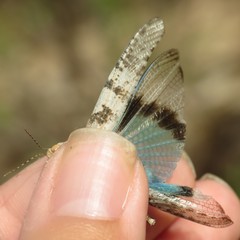 Trimerotropis cyaneipennis