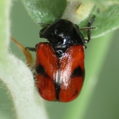 Urodera dilaticollis