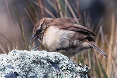 Asthenes humilis
