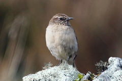 Asthenes humilis
