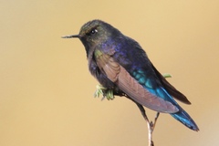 Chalcostigma stanleyi