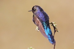 Chalcostigma stanleyi