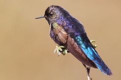 Chalcostigma stanleyi
