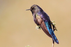 Chalcostigma stanleyi