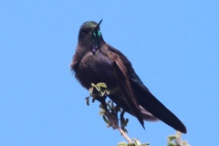Chalcostigma stanleyi
