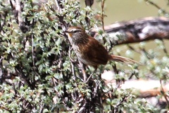 Asthenes urubambensis