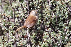 Asthenes urubambensis