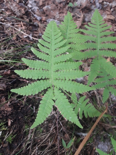 long beech fern