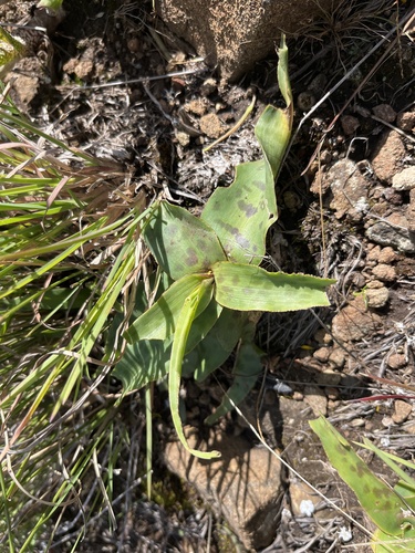 Ledebouria inquinata