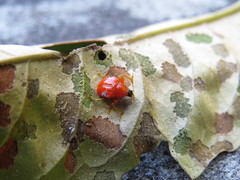 Clinolabus buqueti