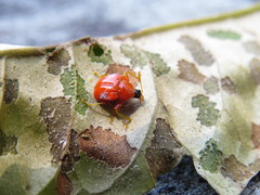 Clinolabus buqueti