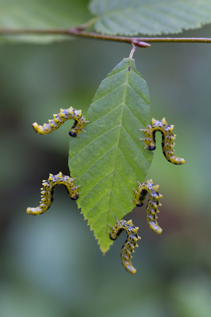 dusky birch sawfly