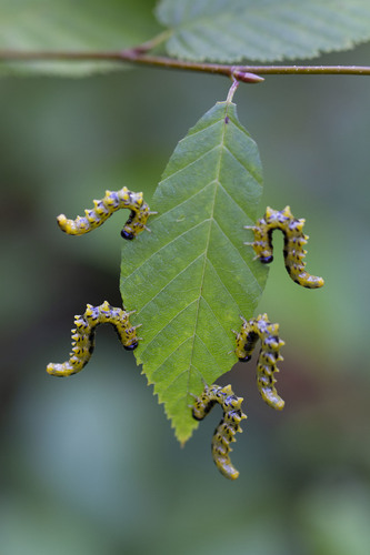 dusky birch sawfly