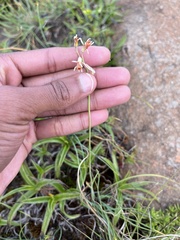 Tulbaghia leucantha, photograph author not stated, no rights reserved