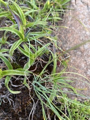 Tulbaghia leucantha, photograph author not stated, no rights reserved