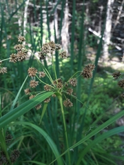 Scirpus atrovirens