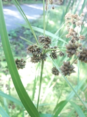 Scirpus atrovirens
